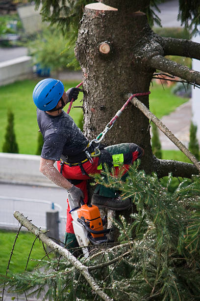 How Our Tree Care Process Works  in  Denton, NC